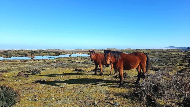 Parc Naturel Chevaux Chiloé Chili