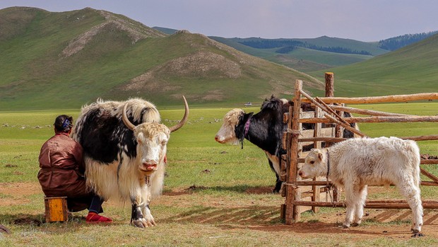 Traite des vaches en Mongolie