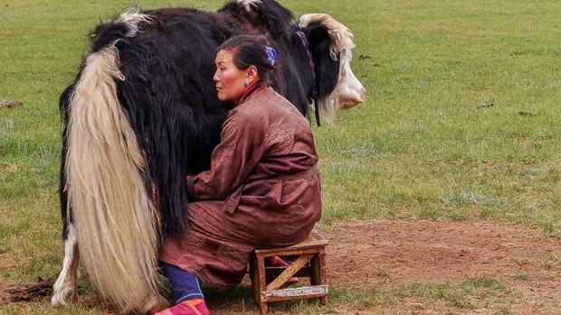 Traite des vaches mongoles