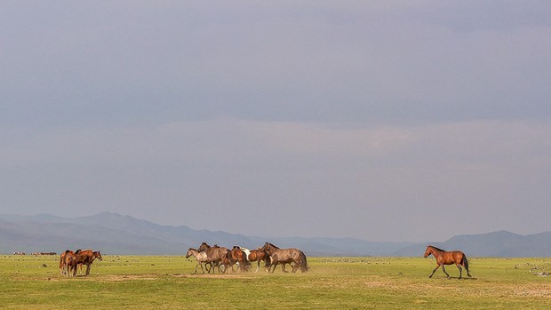 Paysage Mongolie Chevaux