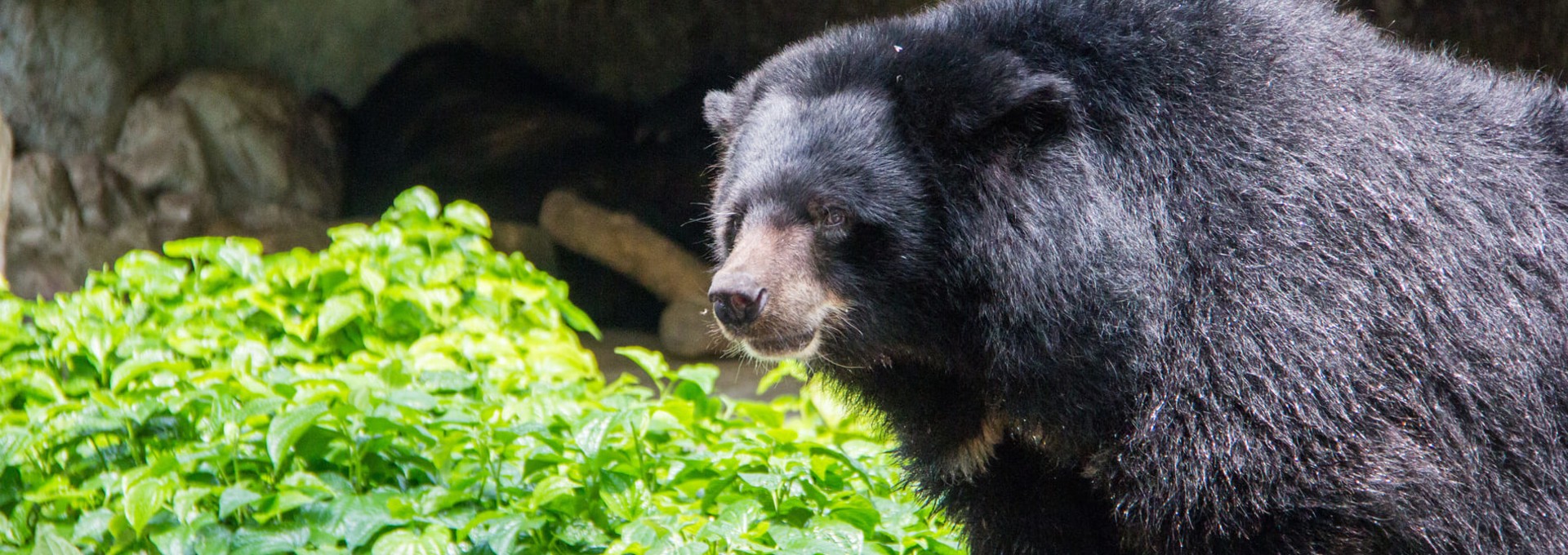 S’occuper des animaux sauvages secourus par une fondation