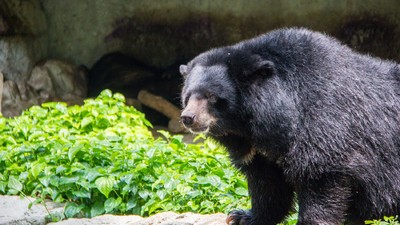 S’occuper des animaux sauvages secourus par une fondation