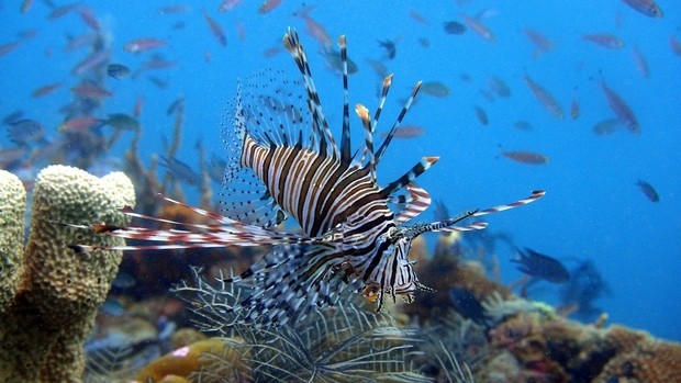 Poisson et corail aux Philippines