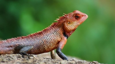 Superstitions dans le monde : le Sri Lanka