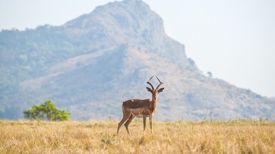 Le Swaziland change de nom et (re)devient eSwatini