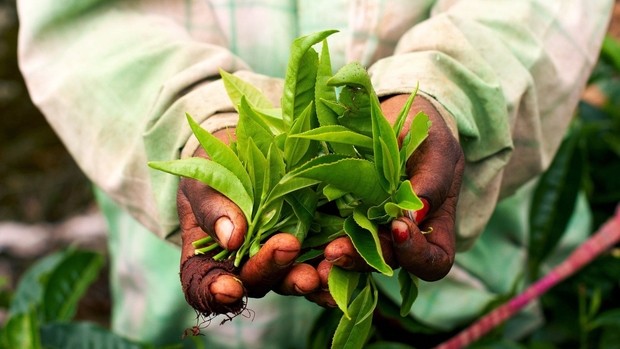 La couleur verte en Inde