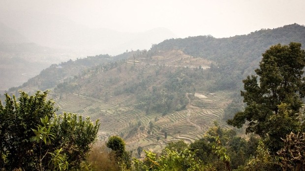 Rizière au Népal