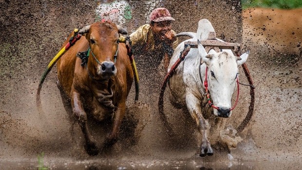 pacu jawi : sport insolite d'Indonésie