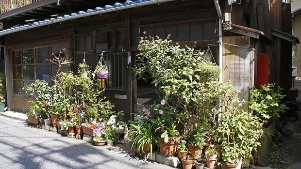 Plantes quartiers Tokyo