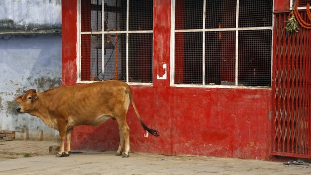 Vache sacrée dans les rues de Varanasi