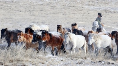La Mongolie et le festival des 10 000 chevaux