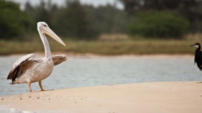 Croisière au Sénégal sur la Reine du Fleuve