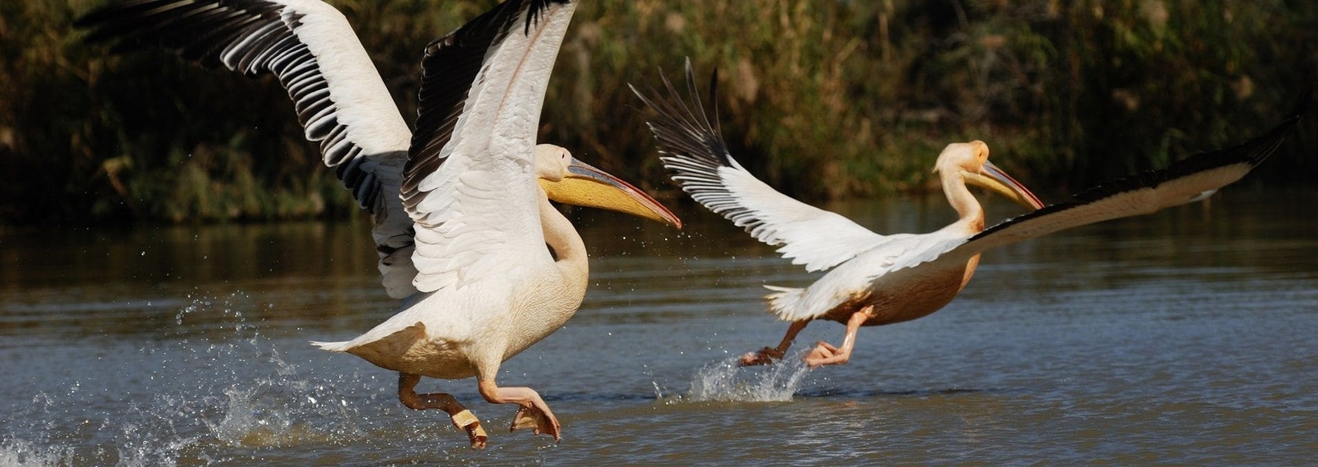 Périple entre parcs et réserves au Sénégal