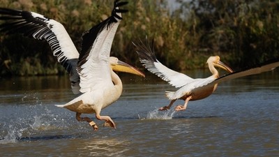 Périple entre parcs et réserves au Sénégal
