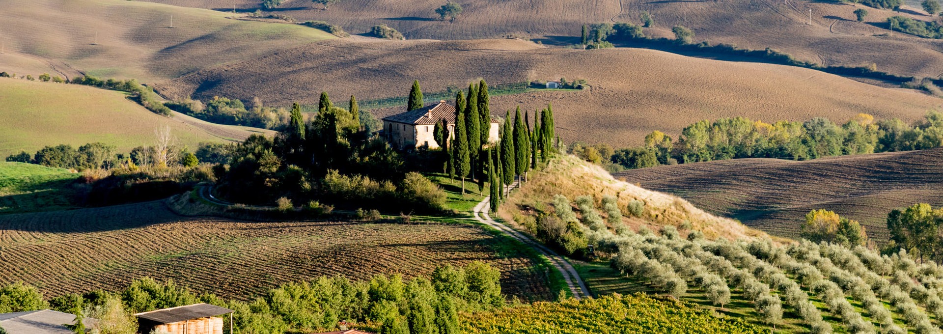 À la découverte des vignobles du Brunello avec un local