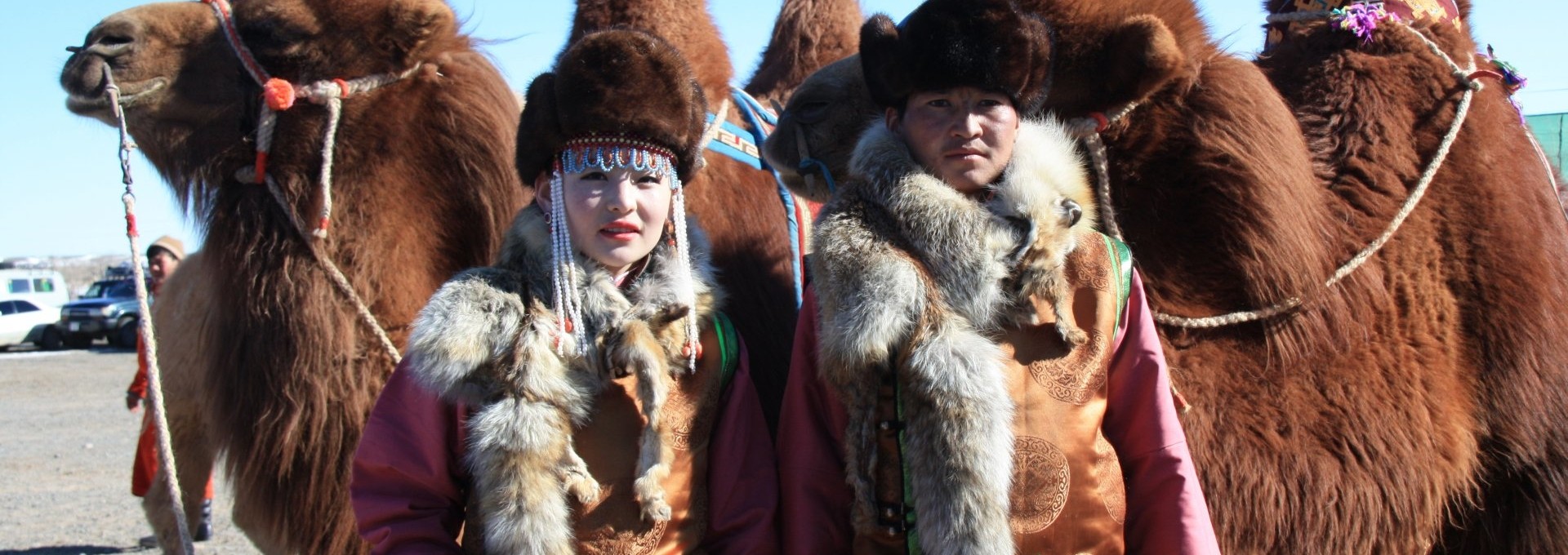 Mille et un chameaux du Gobi