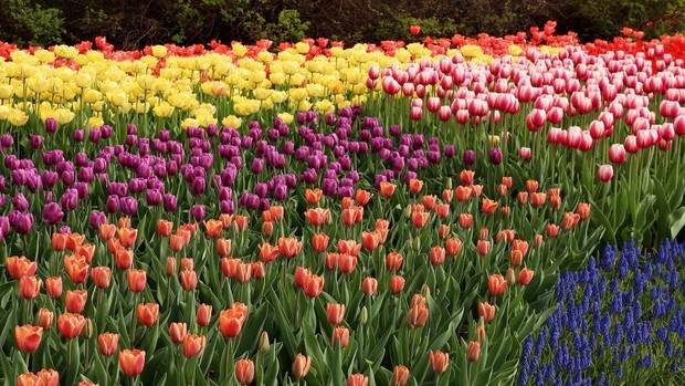 Tulipes à Ottawa au Canada