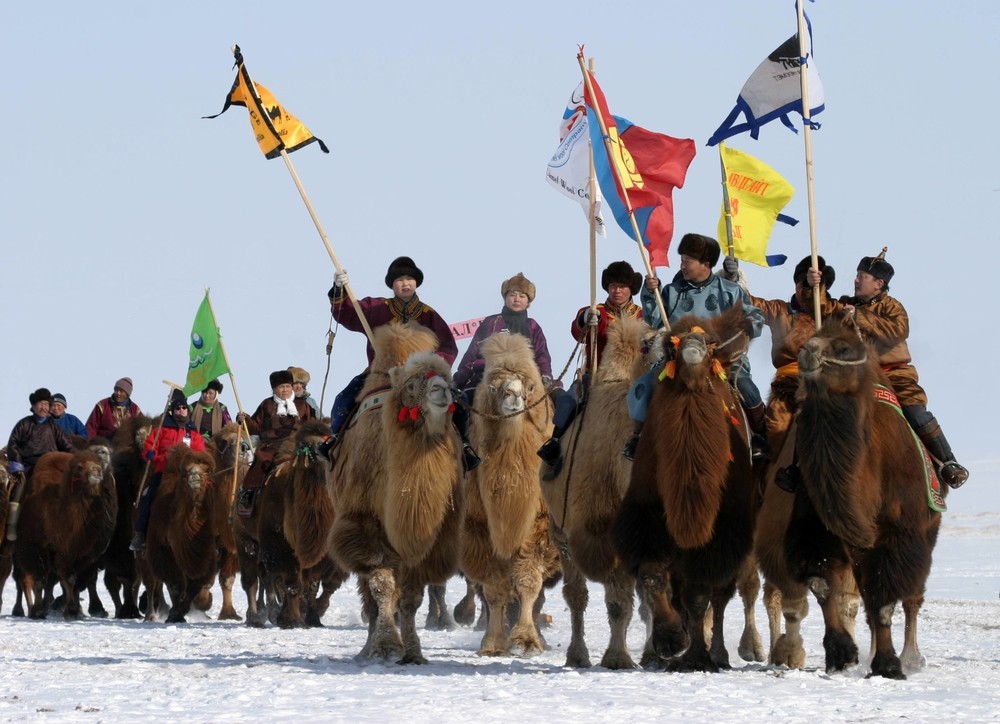 parade de chameaux