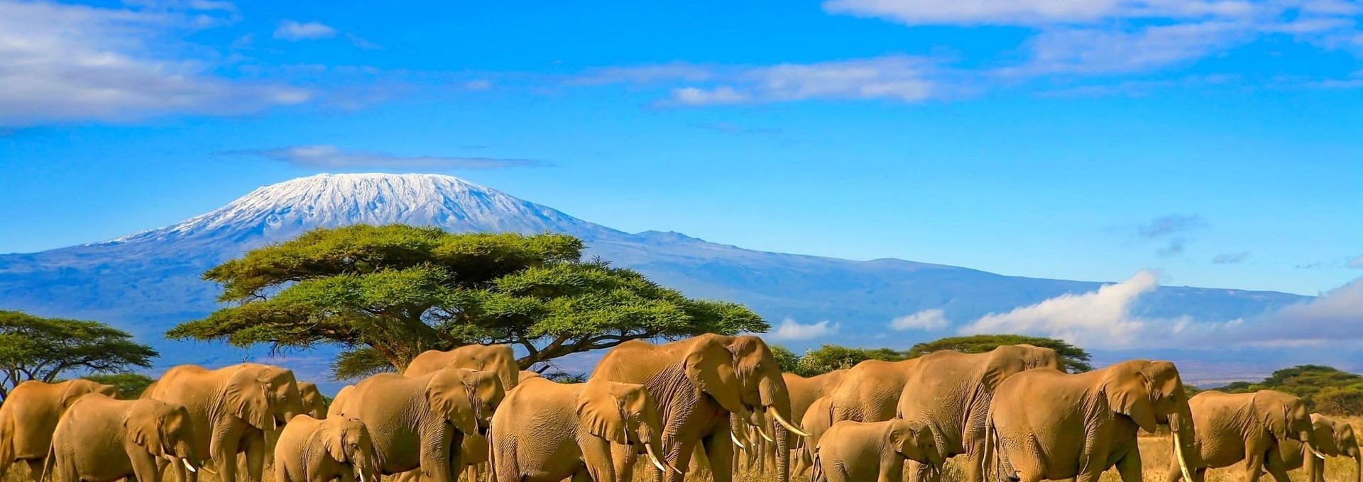 Kenya – Safari dans les grands parcs et plages de l’océan indien