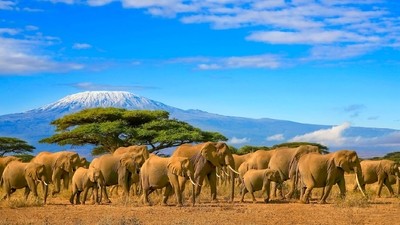 Kenya – Safari dans les grands parcs et plages de l’océan indien