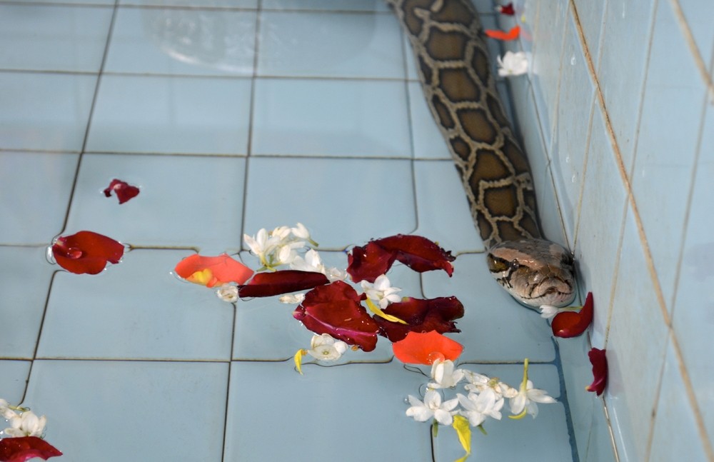 Serpents dans le temple birman
