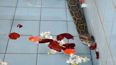 Le temple aux serpents vous ouvre ses portes