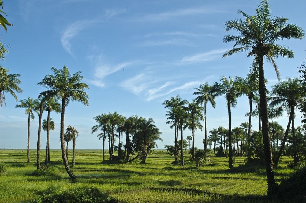 Casamance avec palmiers 