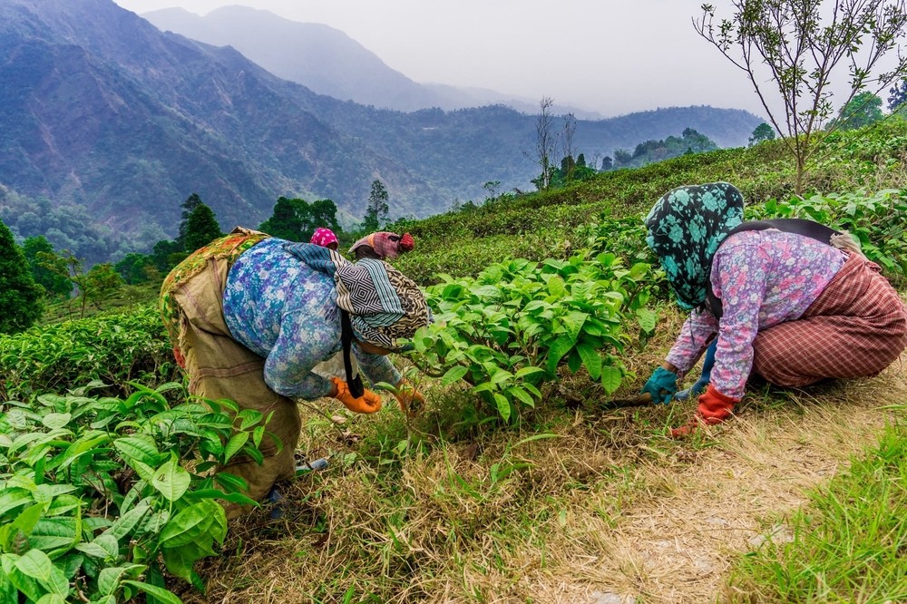 Cueilleuses de thé Darjeeling en Inde