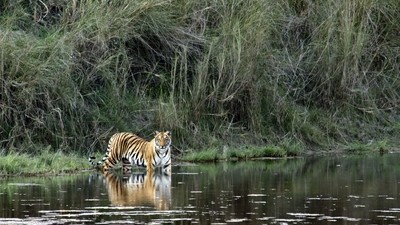 Des neiges du Dolpo aux tigres du Bardia