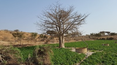 Activité maraîchage au Sénégal, ou comment j’ai pris une leçon de vie