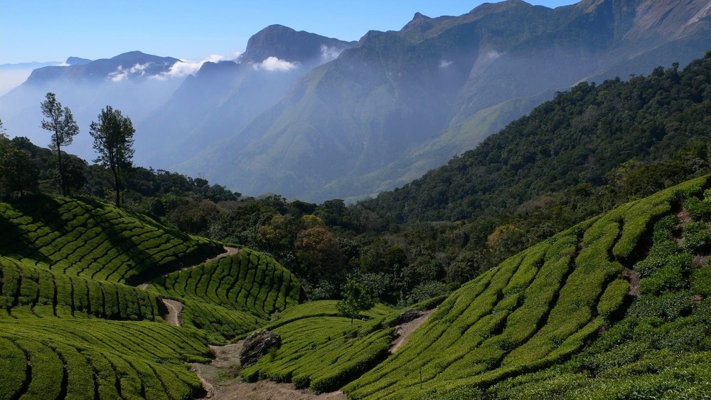 Plantations de thé dans le Kerala en Inde