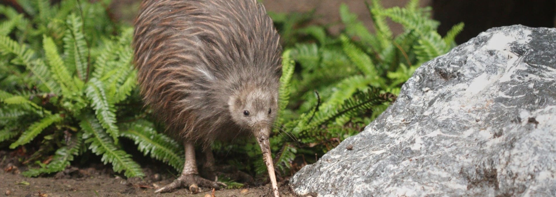 Journée dans un centre de protection des Kiwis Rowi
