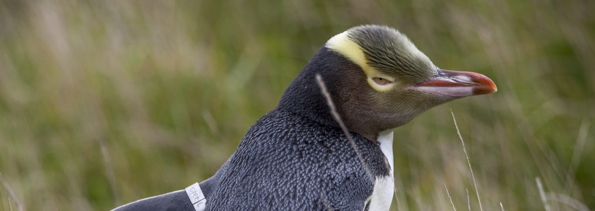 Découverte de la péninsule d’Otago en compagnie d’un photographe