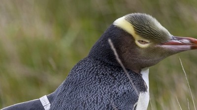 Découverte de la péninsule d’Otago en compagnie d’un photographe