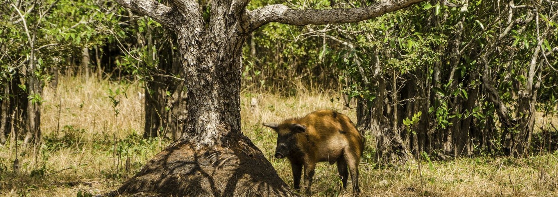 Les cochons de Cienaga de Zapata