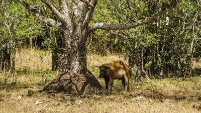 Les cochons de Cienaga de Zapata