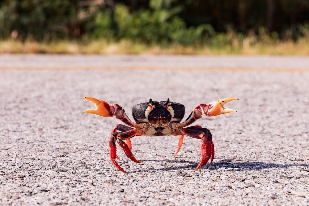 Crabes à Cuba