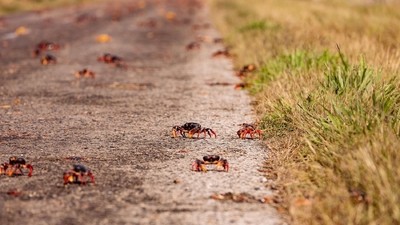 A Cuba, faites attention où vous mettez les pieds