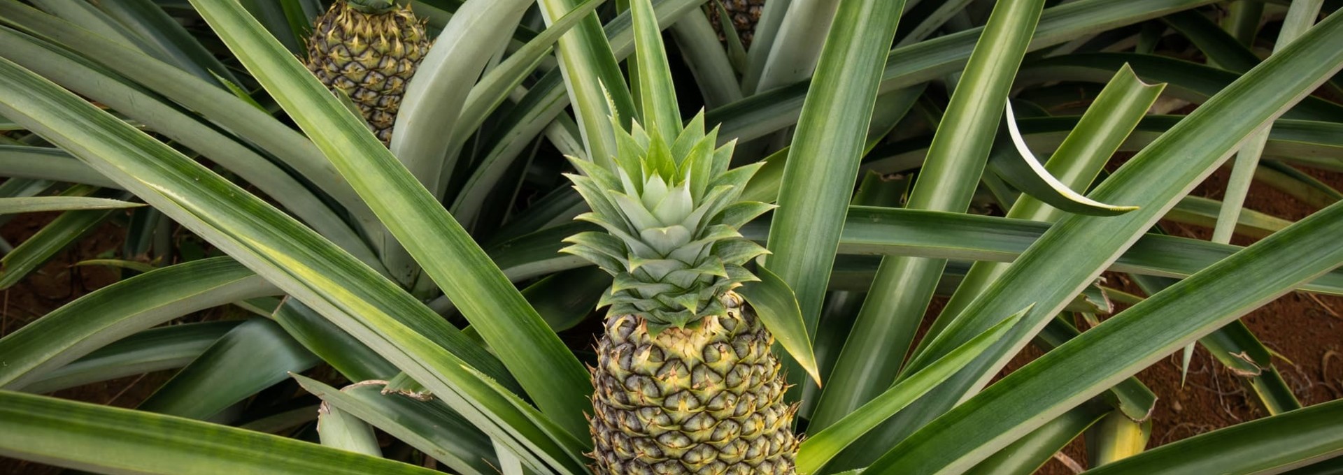 Visite de la Finca Sura