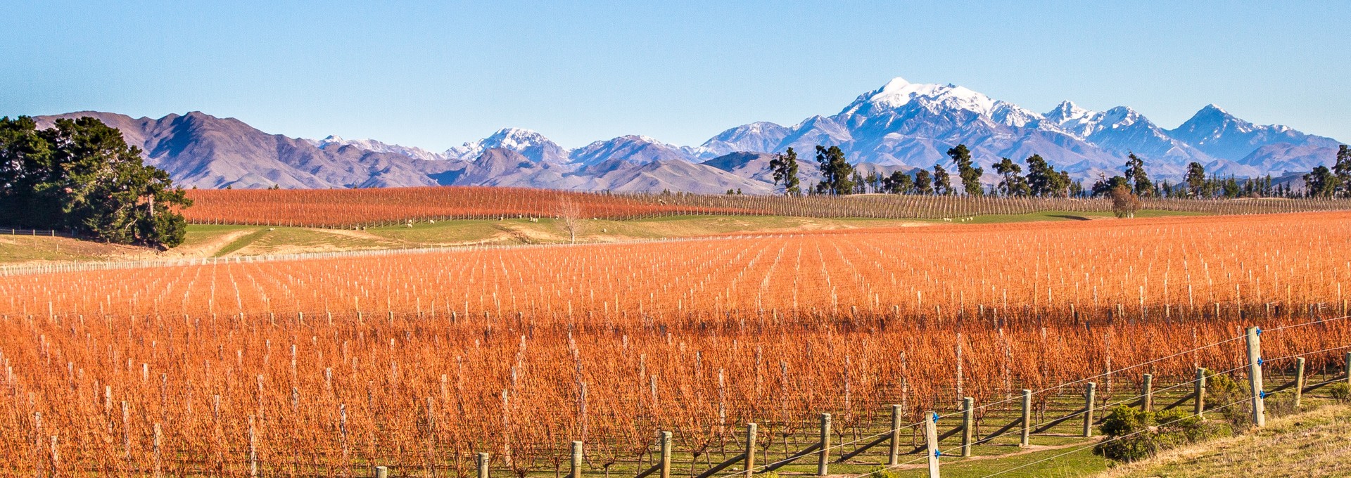 Découverte des vignobles de Blenheim à vélo