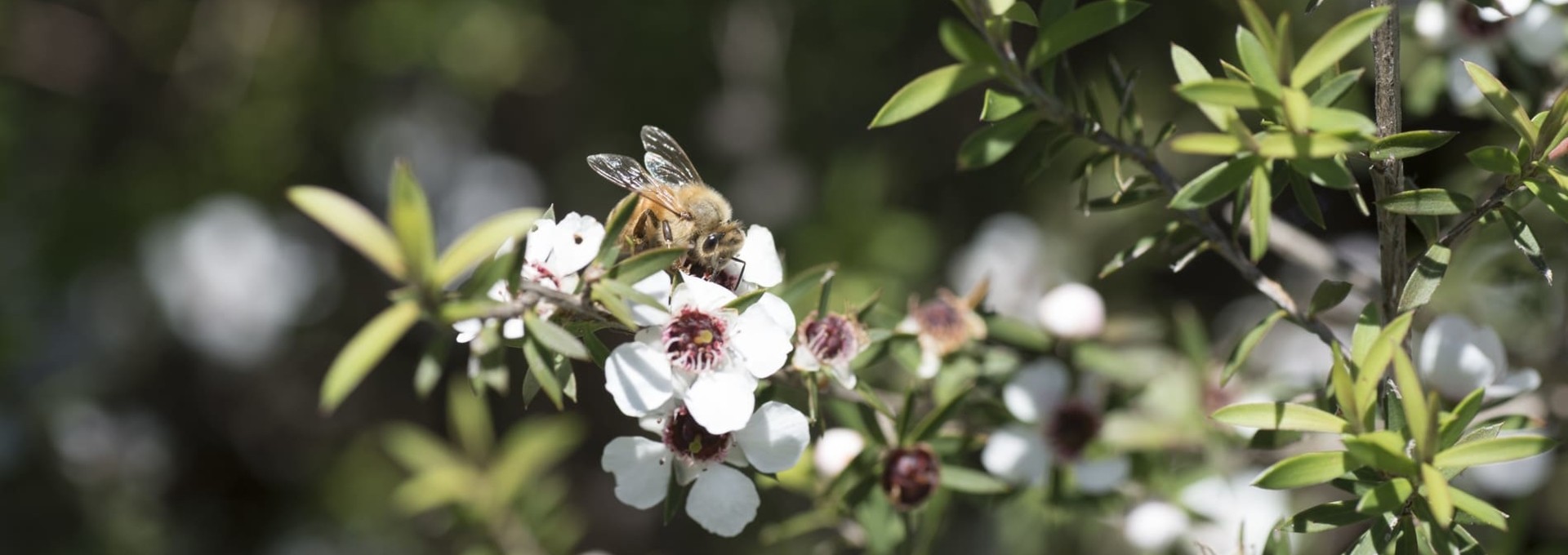 Rencontre avec les abeilles et dégustation de miel