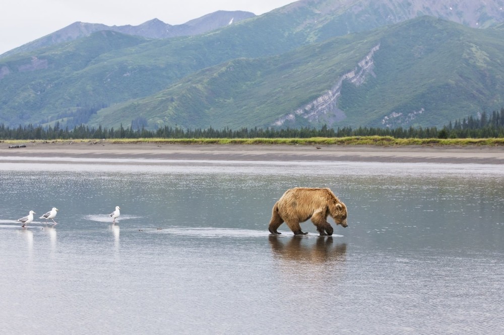 Ours en Alaska aux Etats-Unis