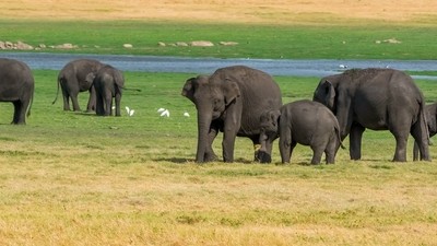Le grand rassemblement des éléphants au Sri Lanka