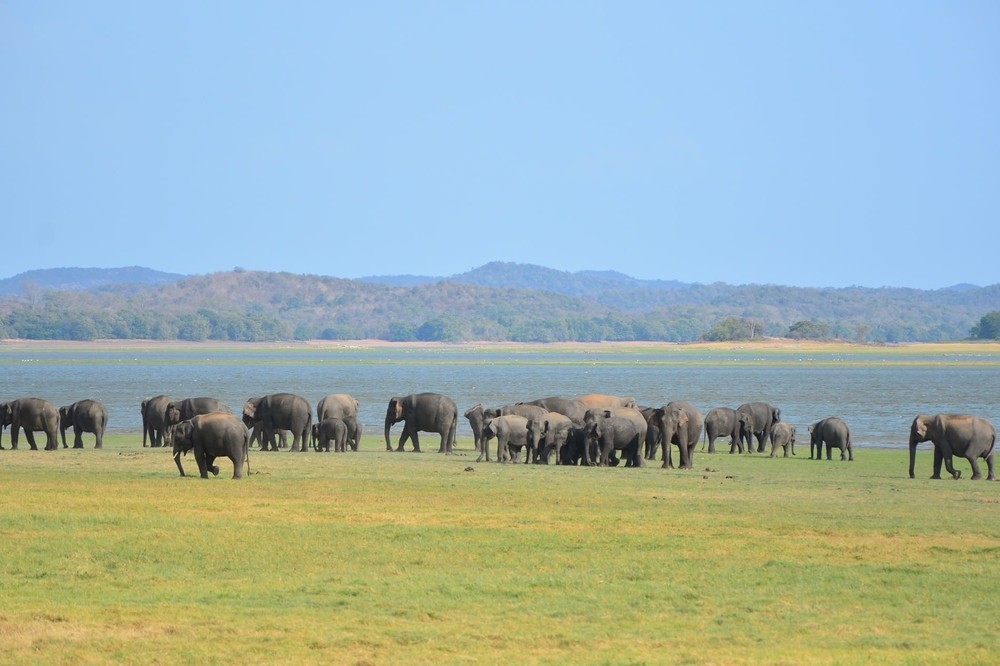 Elephants au Sri Lanka