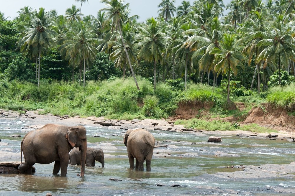 Elephants Sri Lanka