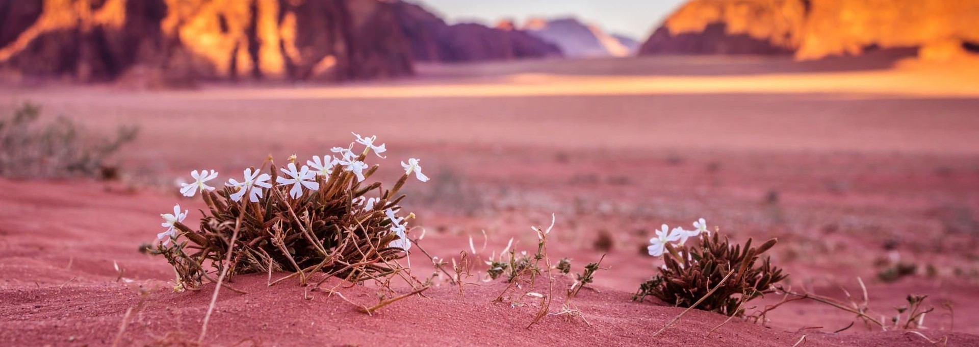 Paysages et biodiversité de la Jordanie