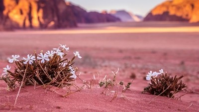 Paysages et biodiversité de la Jordanie