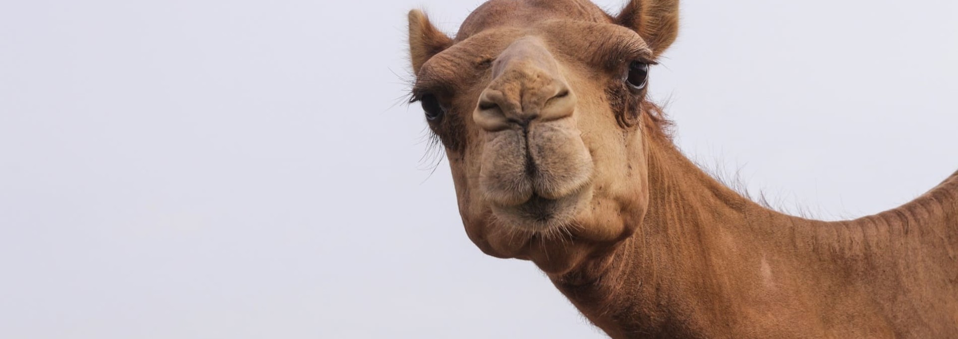 Sur les routes d’Oman en famille
