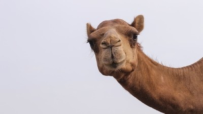 Sur les routes d’Oman en famille