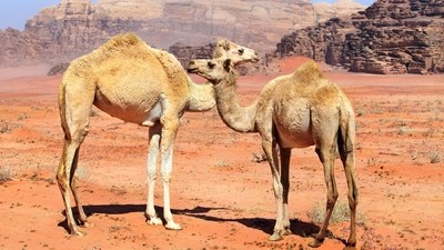 Pour les grands et les petits